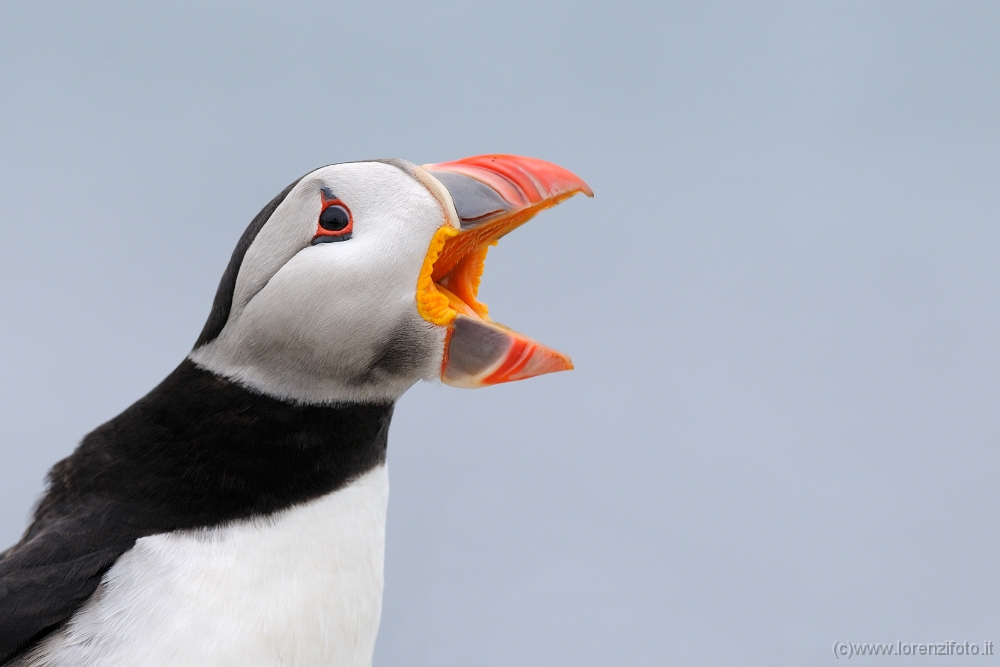 36937 Fratercula arctica (Pulcinella di mare).jpg